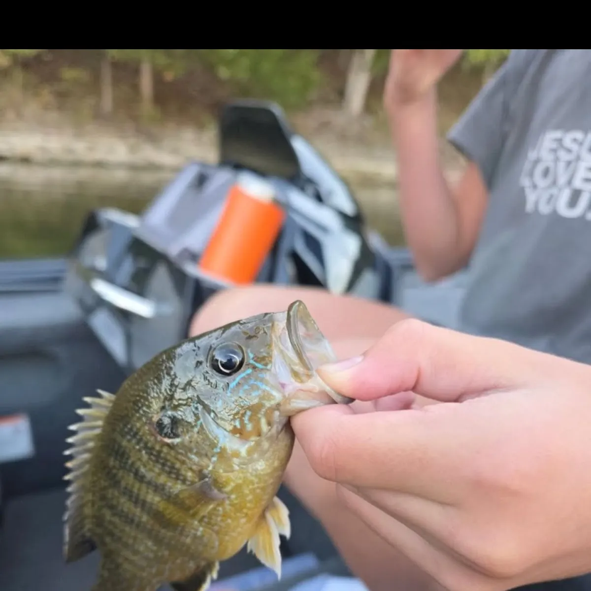 Green sunfish caught on Fishbrain