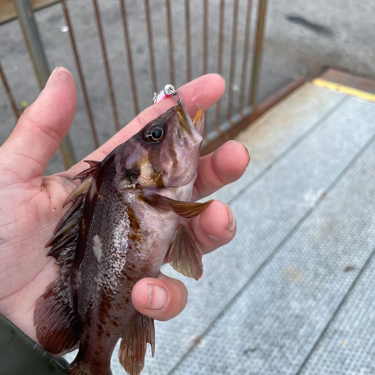 The most recent Copper rockfish catches on Fishbrain