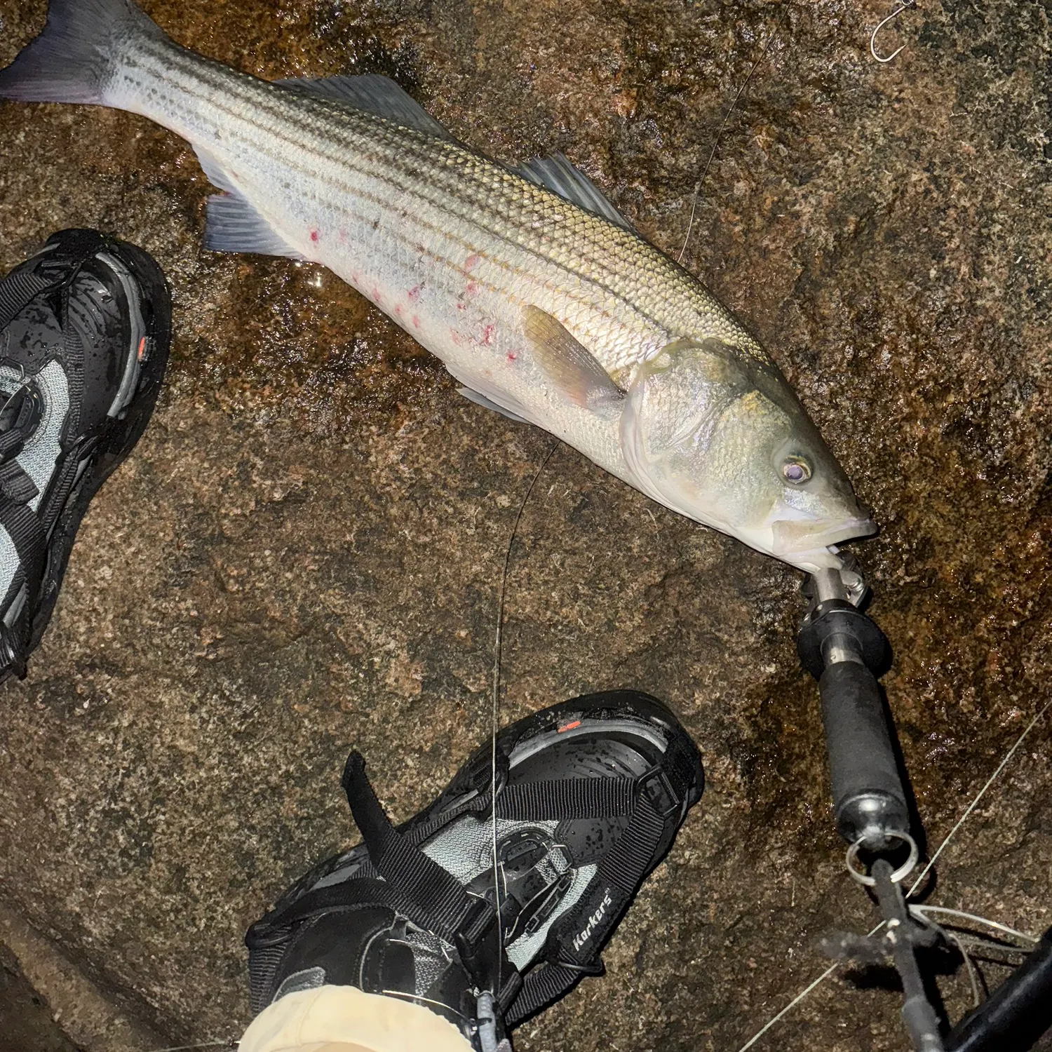 recently logged catches