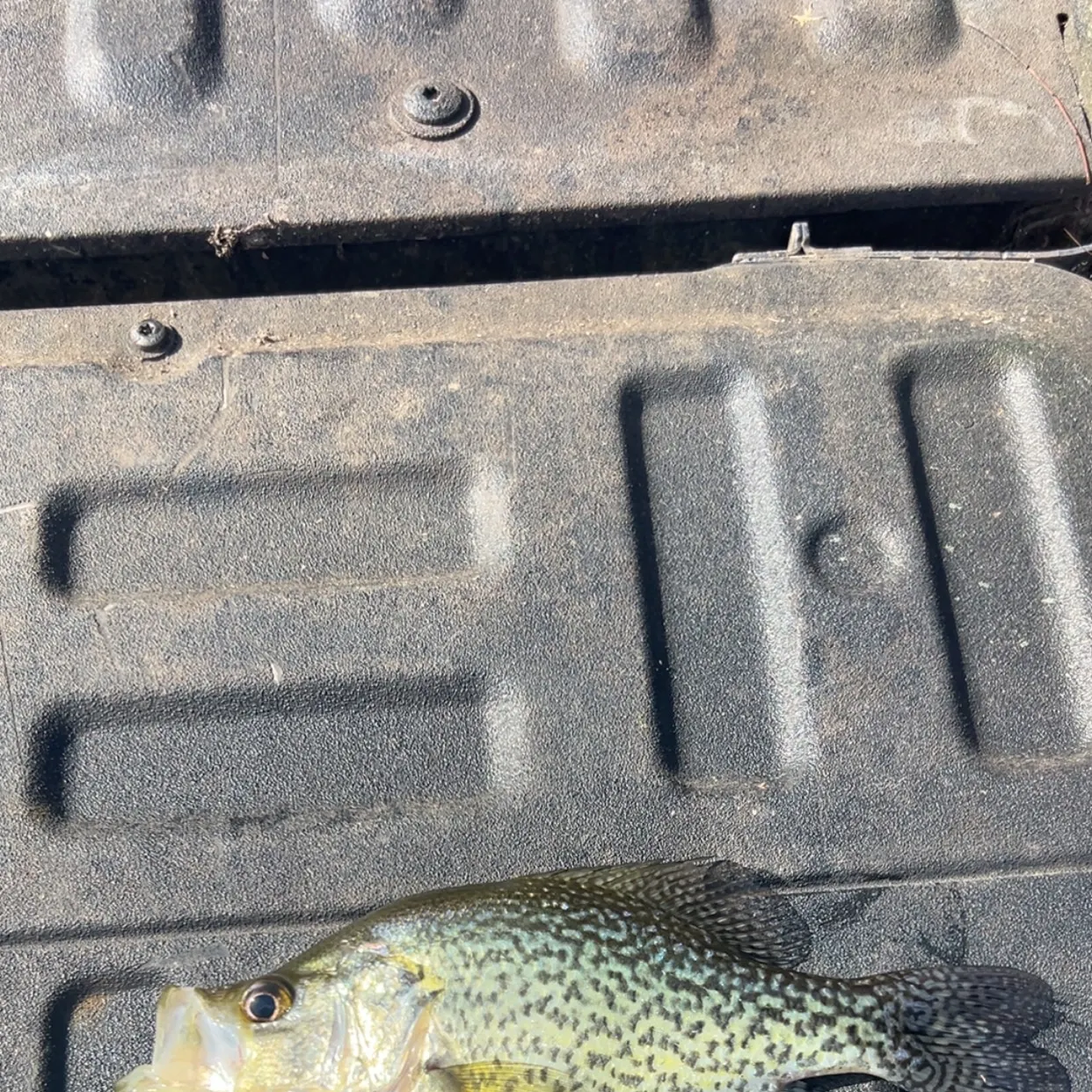 The most recent Black crappie catches on Fishbrain