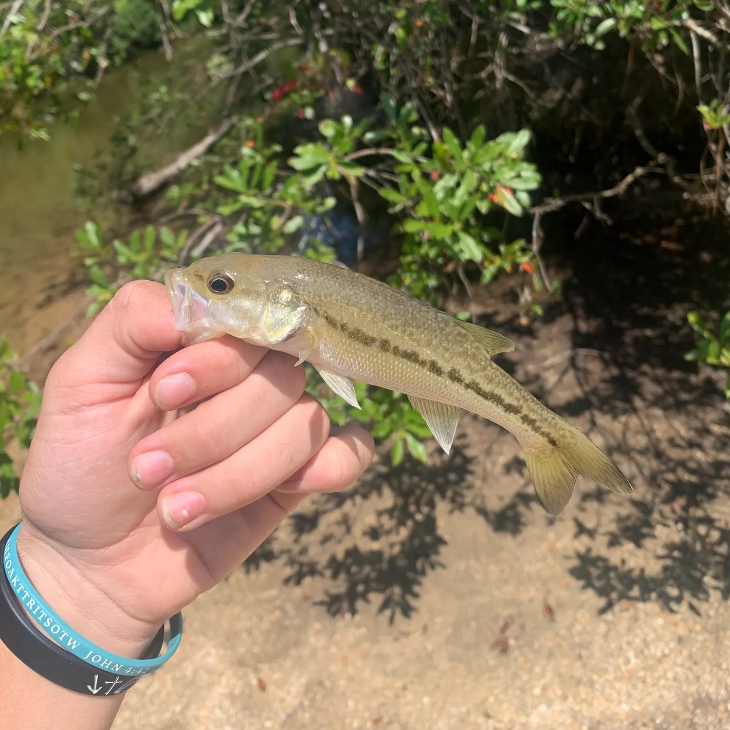The most recent Choctaw bass catches on Fishbrain