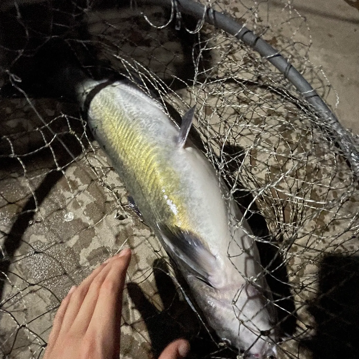 Fish caught on Fishbrain