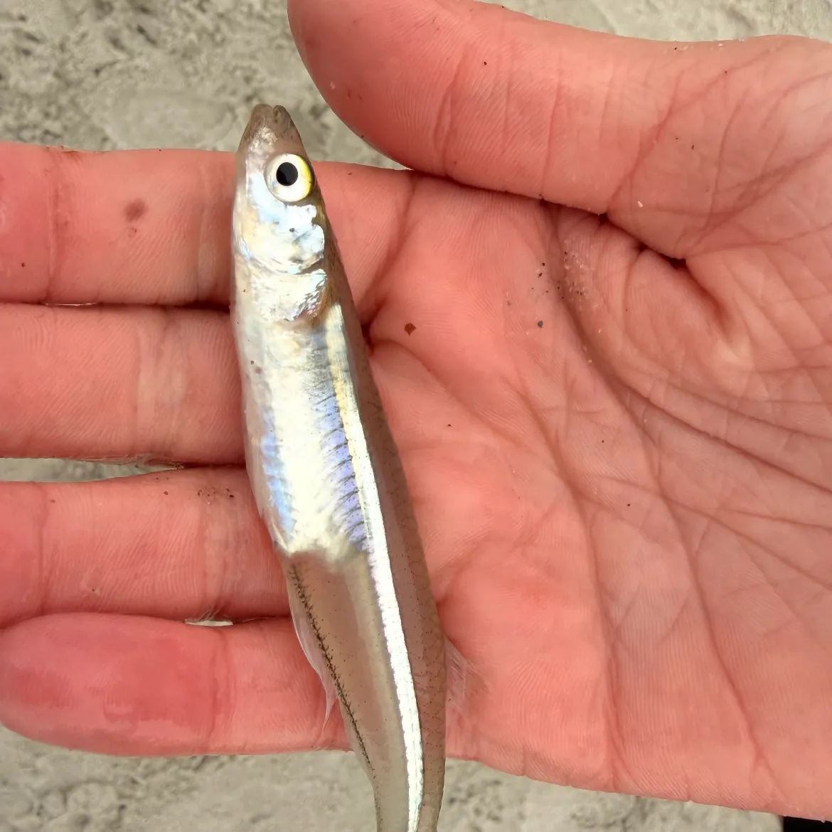 The most recent Atlantic silverside catches on Fishbrain