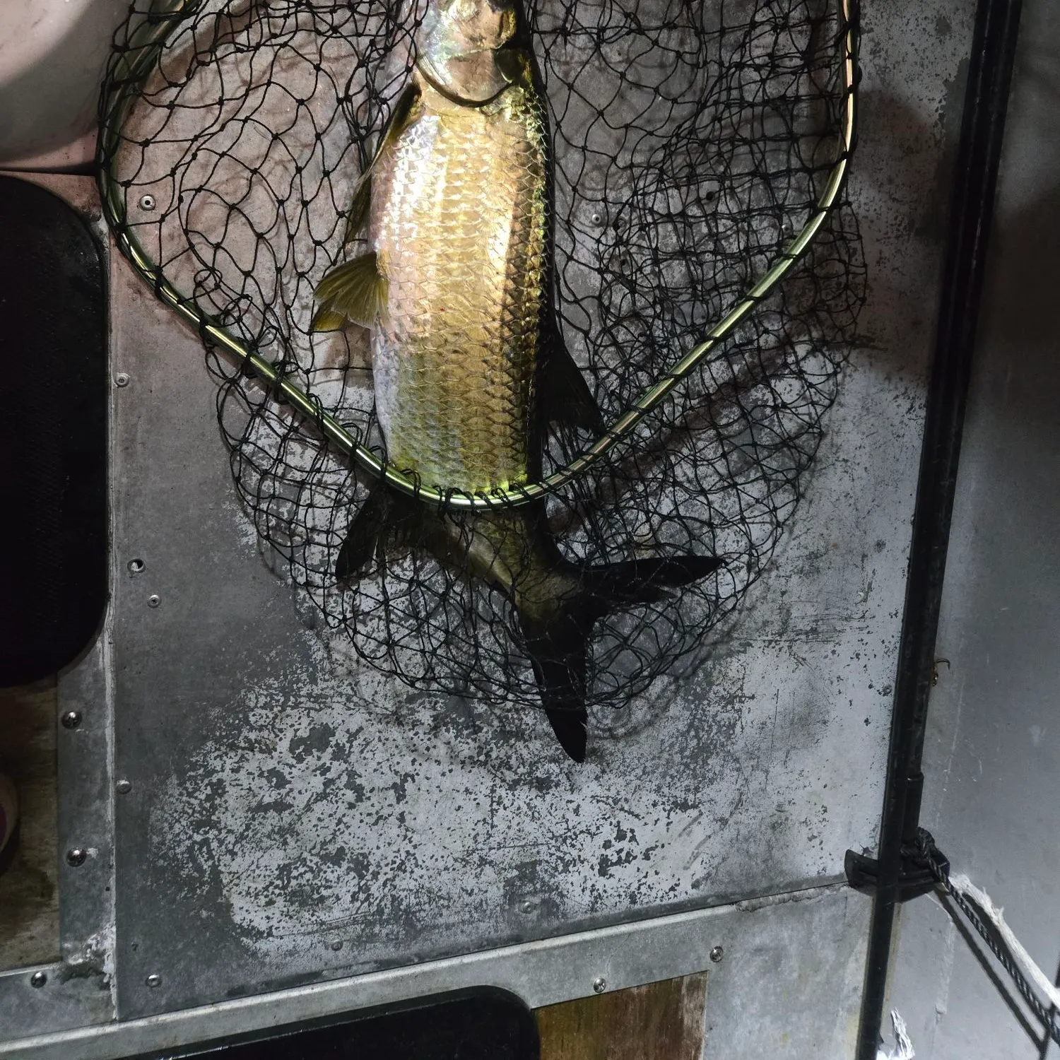 The most recent Tarpon catches on Fishbrain