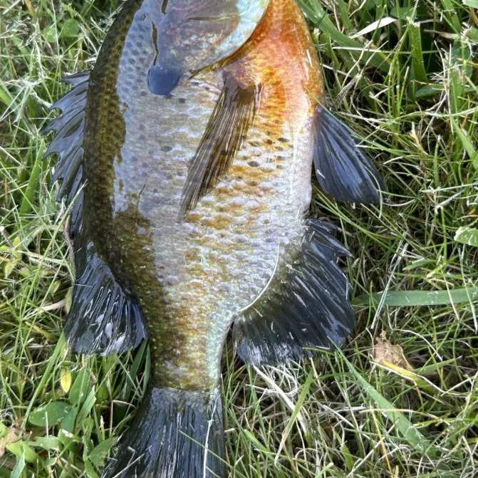 Bluegill caught on Fishbrain