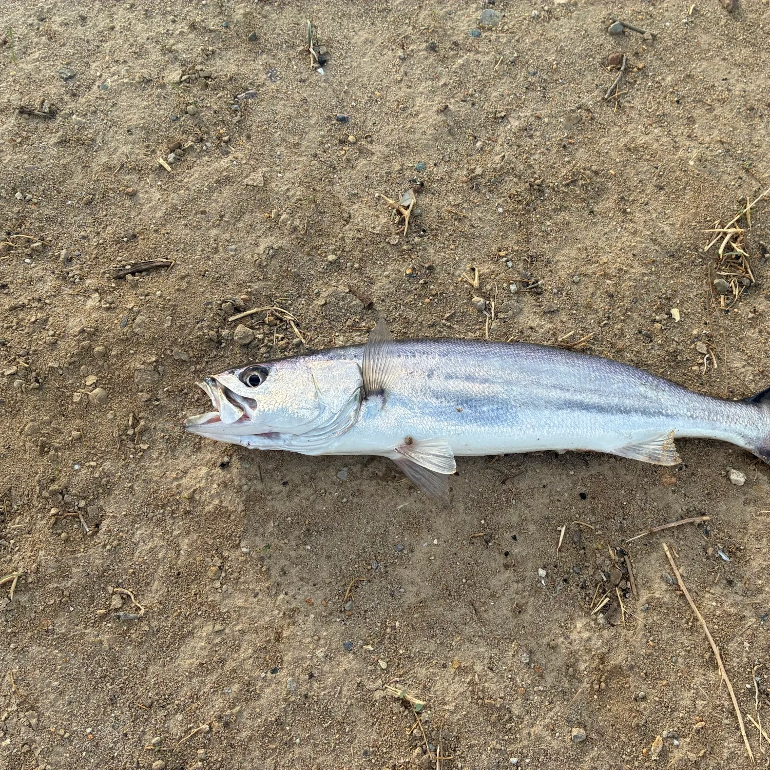 Shortfin corvina caught on Fishbrain