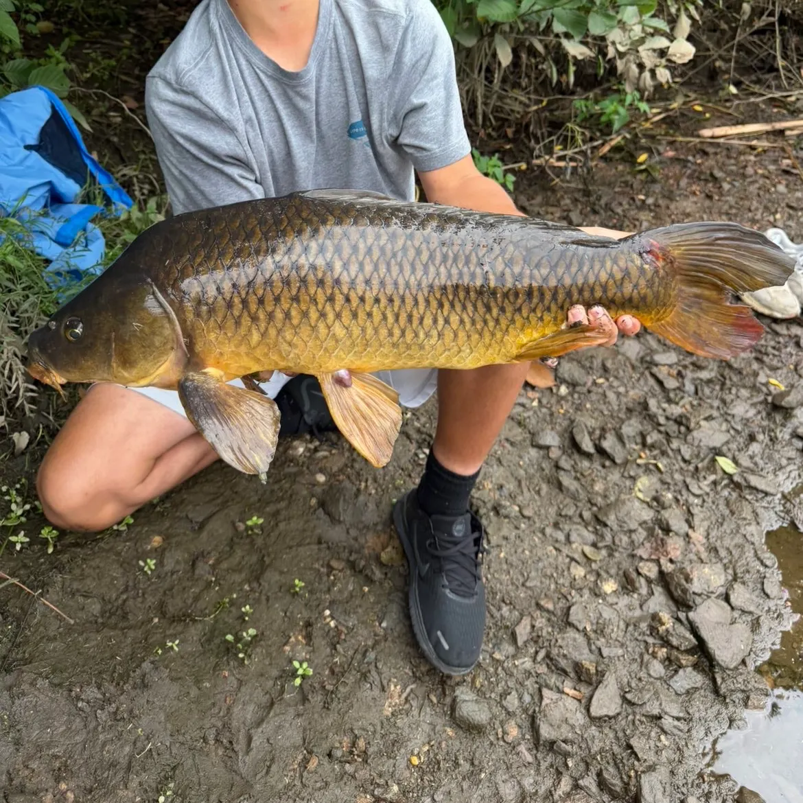 Common carp caught on Fishbrain