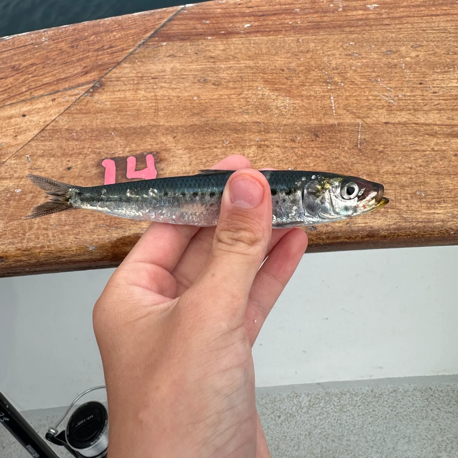 The most recent Japanese pilchard catches on Fishbrain