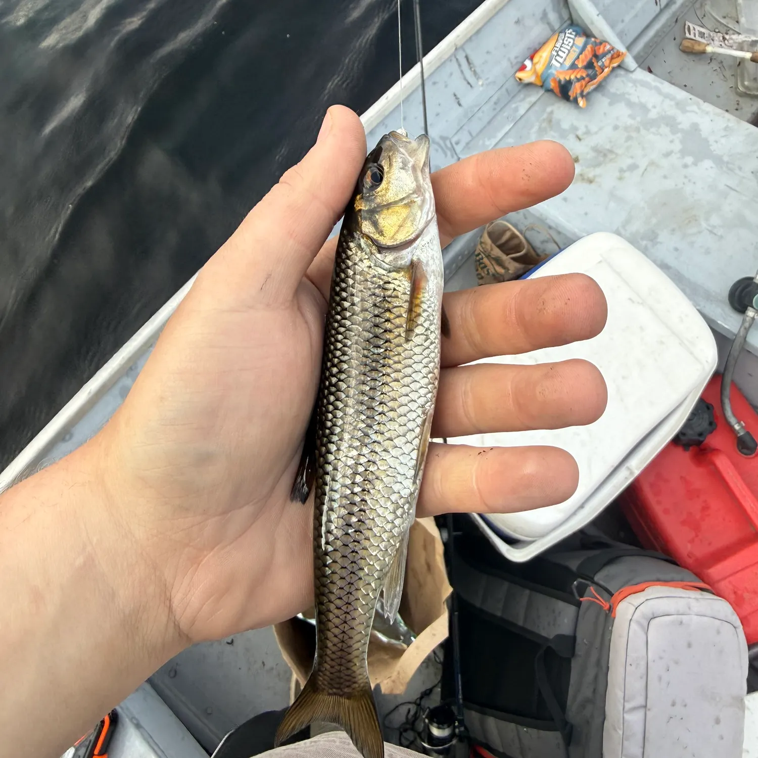 Fallfish caught on Fishbrain