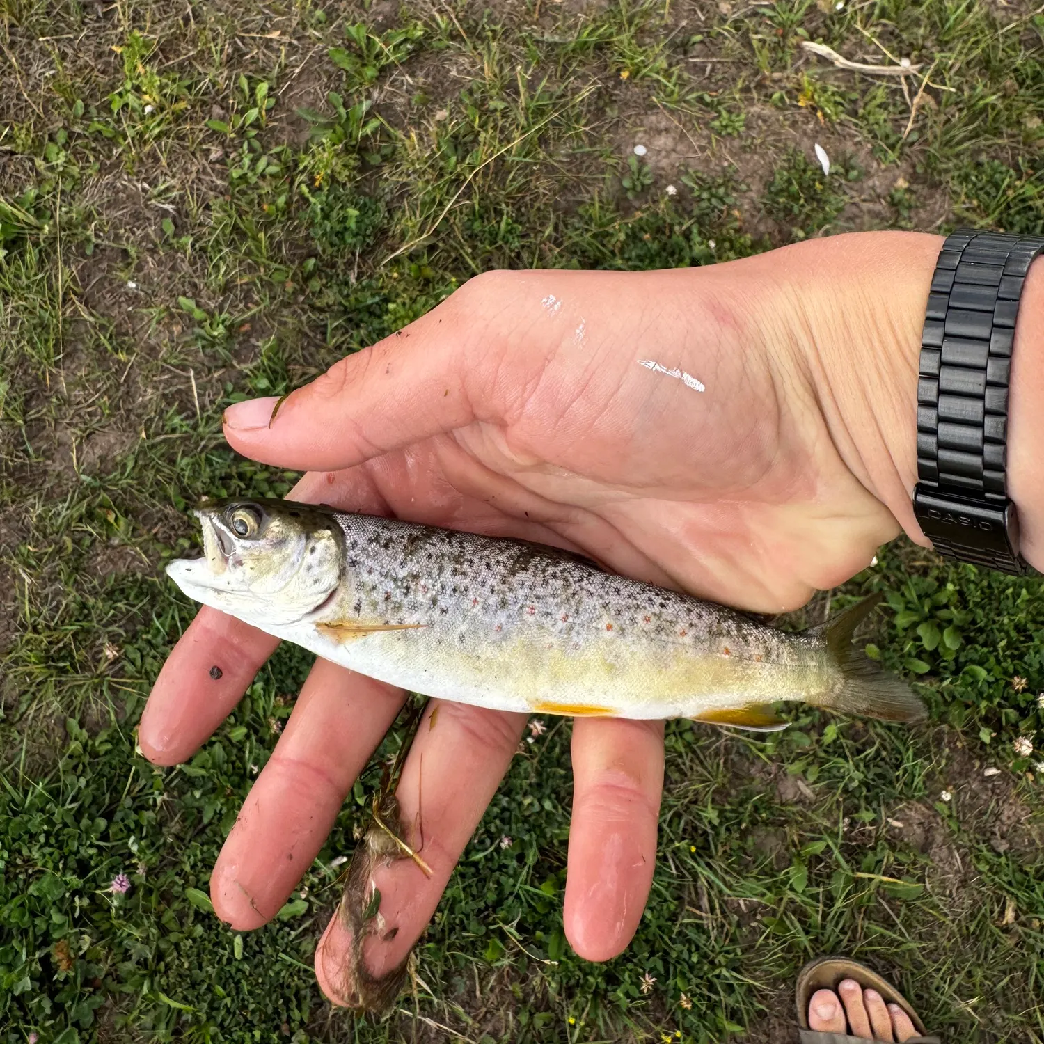 Brown trout caught on Fishbrain