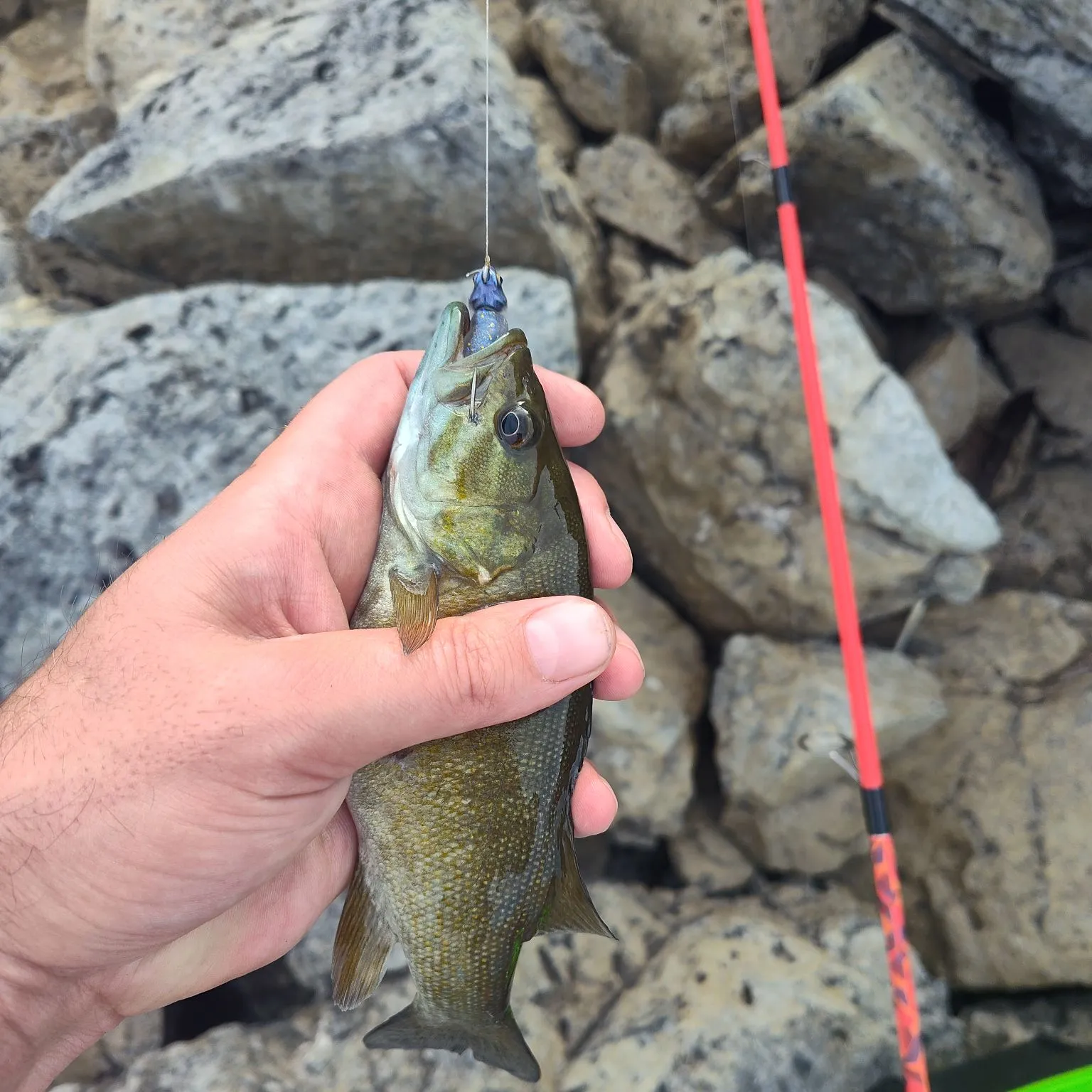 Smallmouth bass caught on Fishbrain