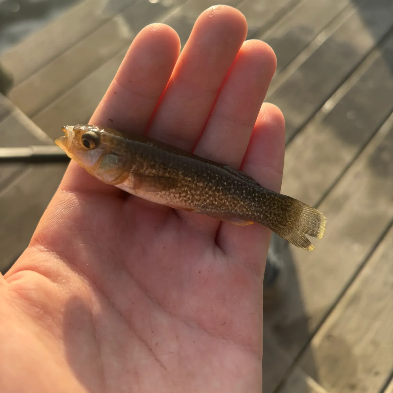 The most recent Gulf killifish catches on Fishbrain