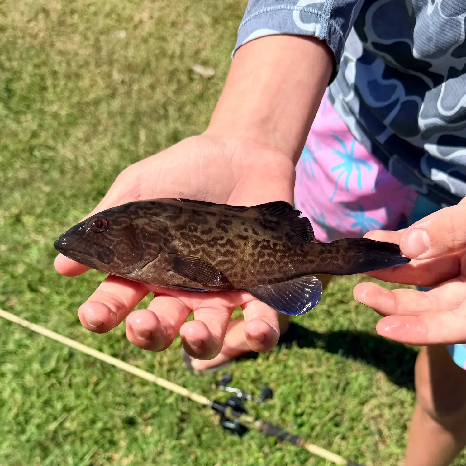 The most recent Black grouper catches on Fishbrain