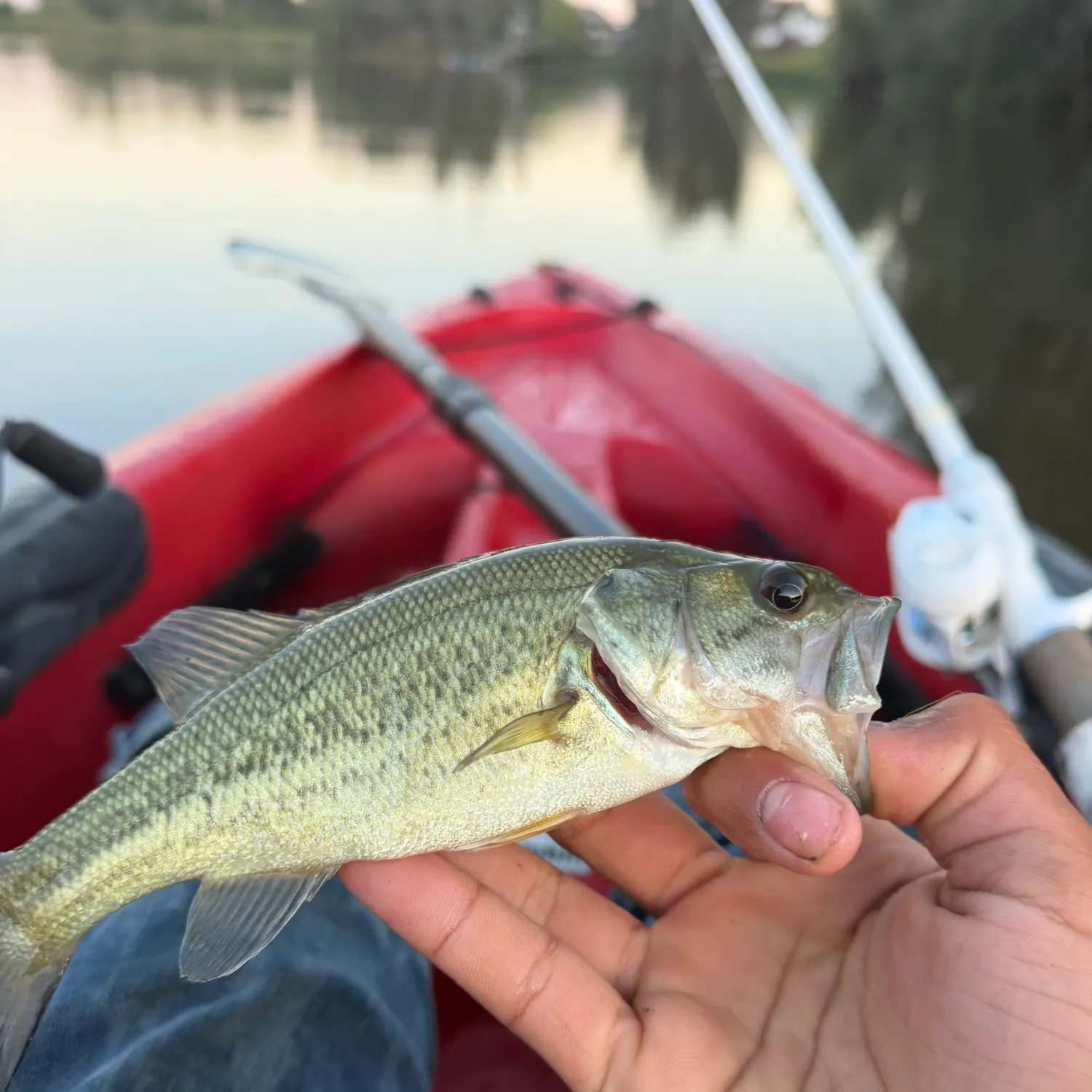 The most recent Whale shark catches on Fishbrain