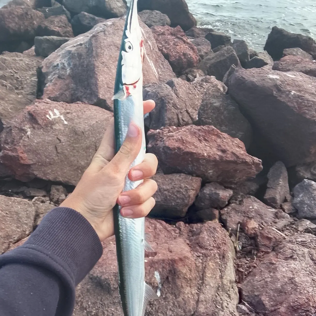 The most recent European garfish catches on Fishbrain