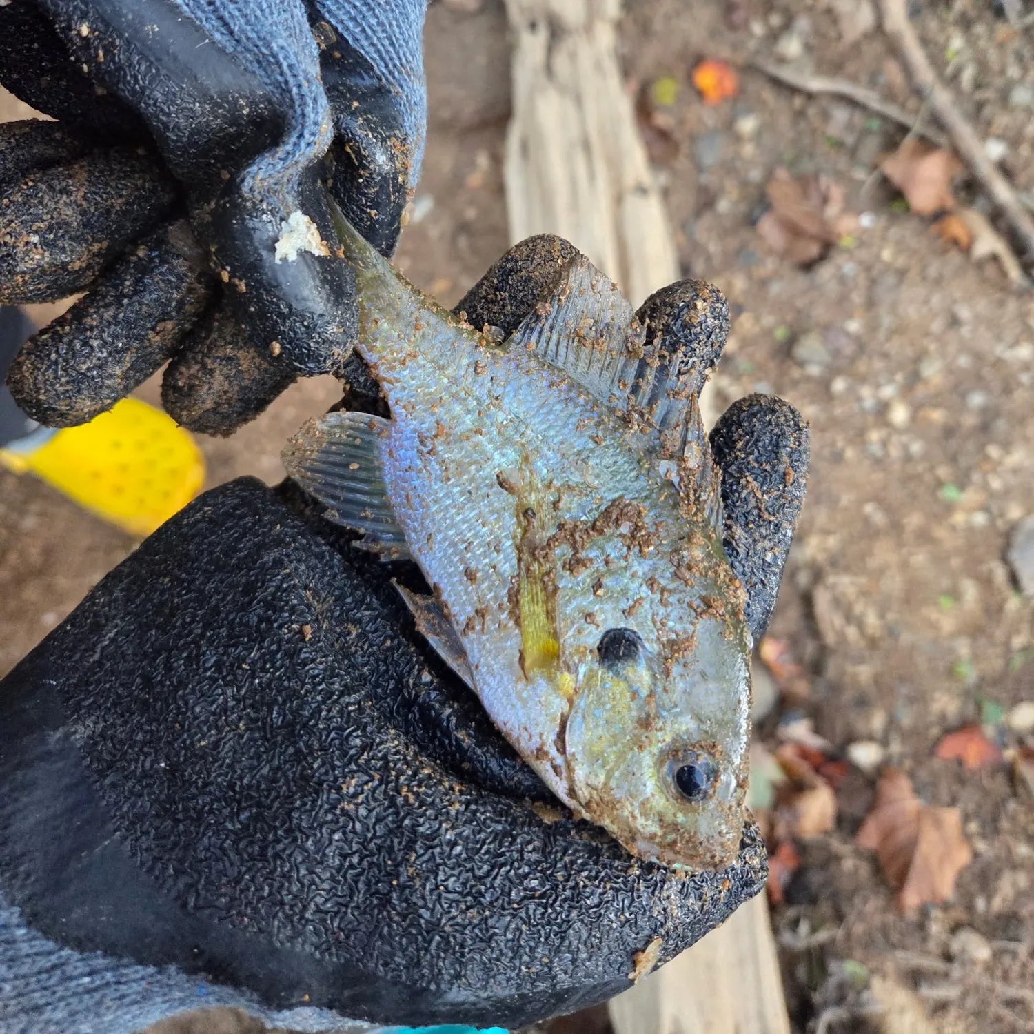 Bluegill caught on Fishbrain