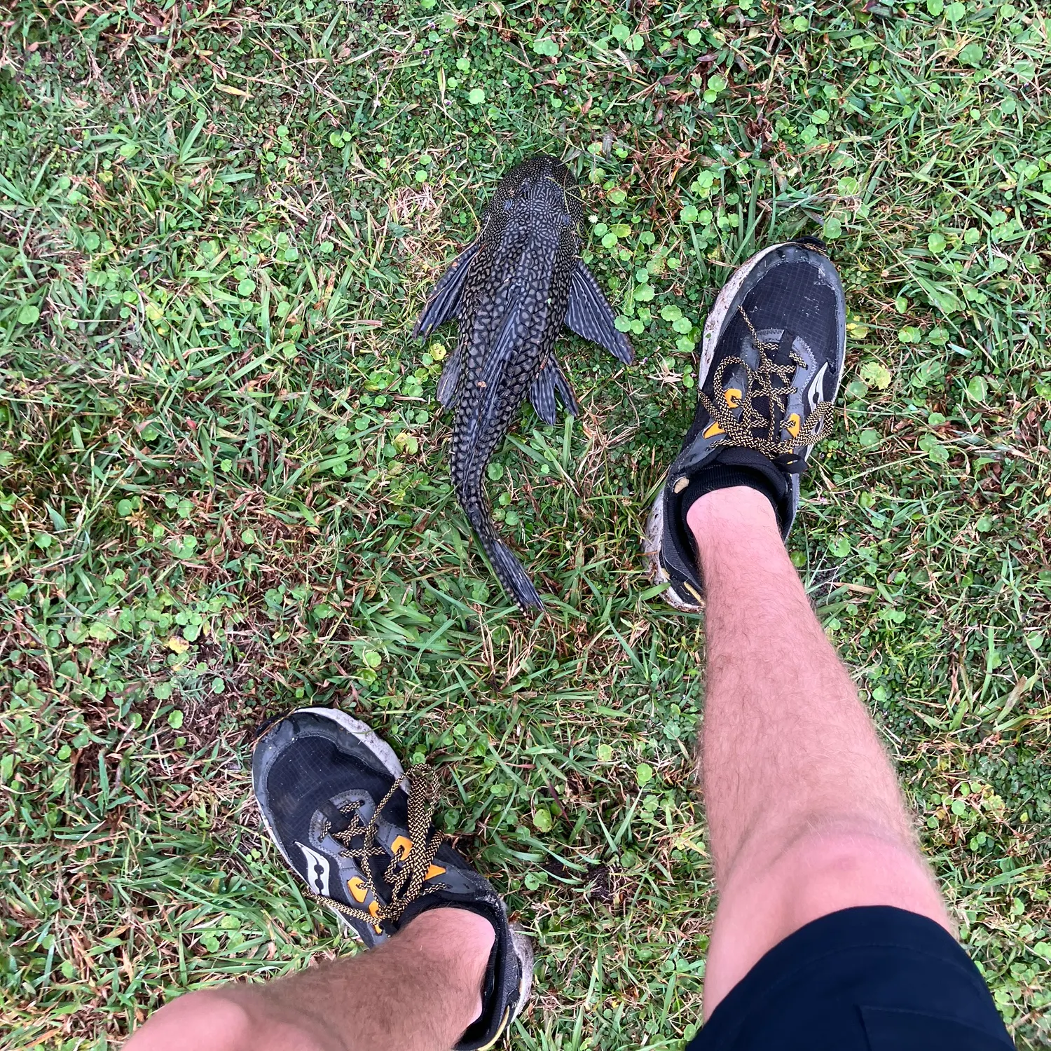 The most recent Suckermouth catfish catches on Fishbrain