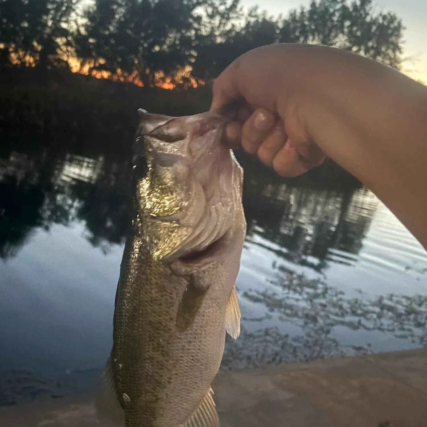 Largemouth bass caught on Fishbrain
