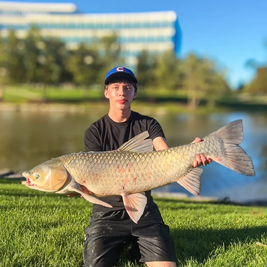 Grass carp caught on Fishbrain