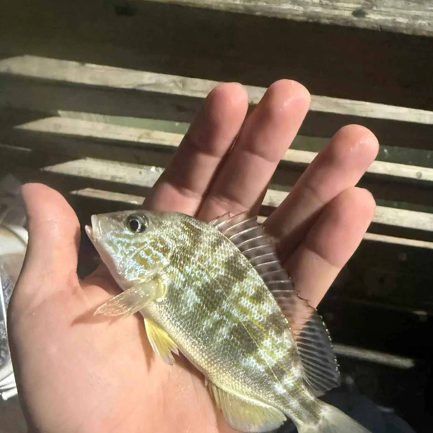 The most recent Pigfish catches on Fishbrain