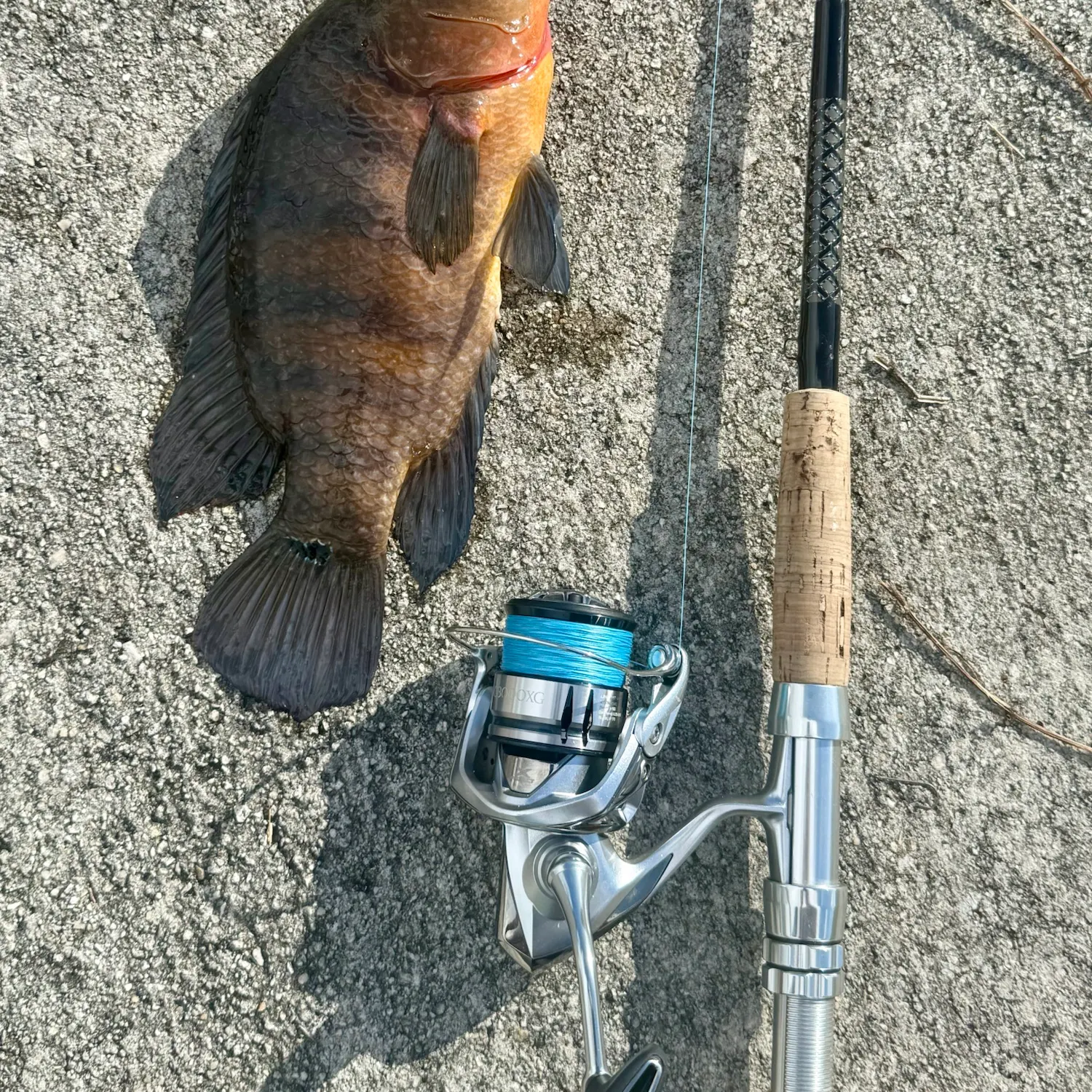 The most recent Mayan cichlid catches on Fishbrain