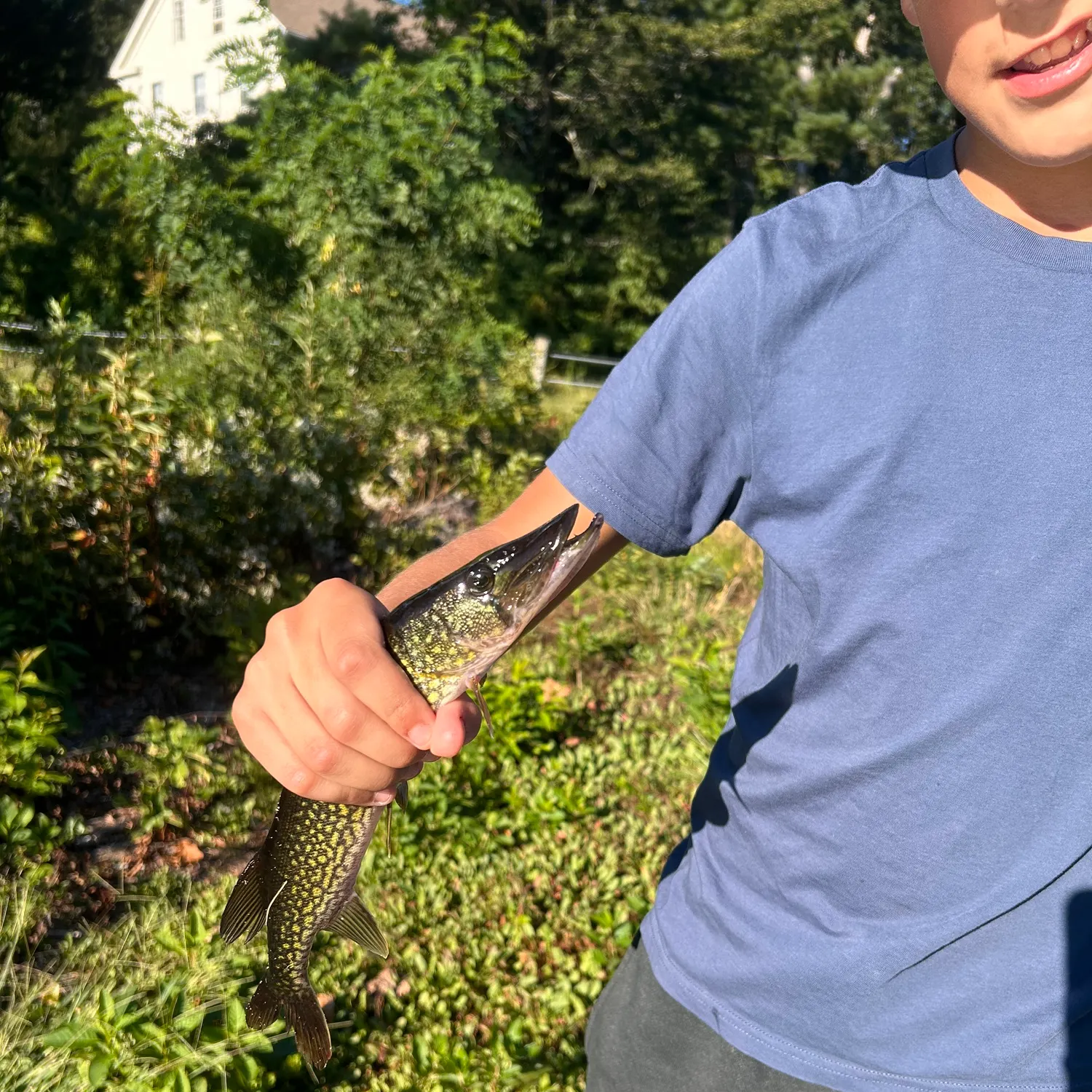 Chain pickerel caught on Fishbrain