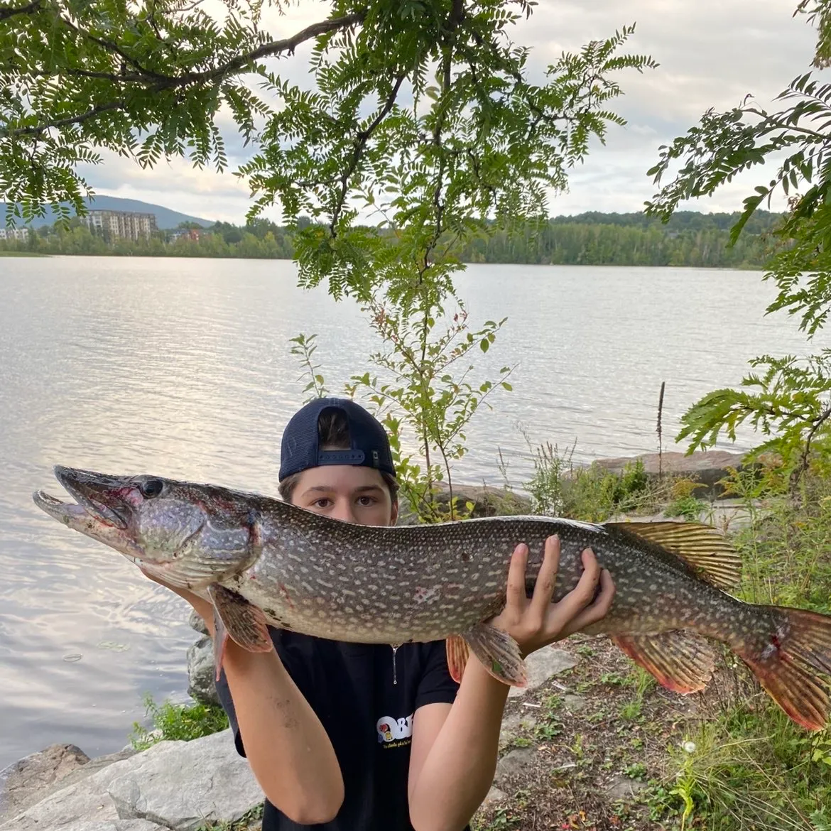 Northern pike caught on Fishbrain