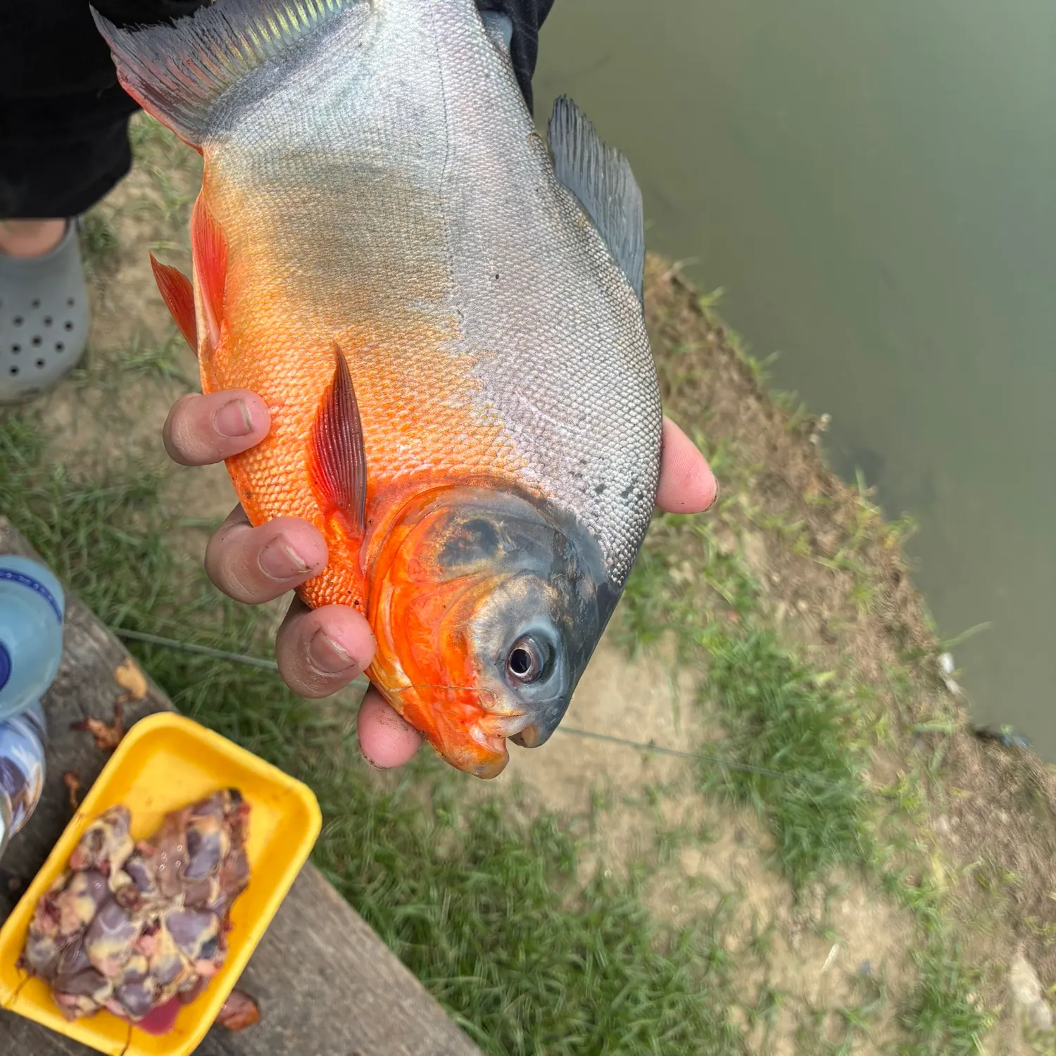 catch