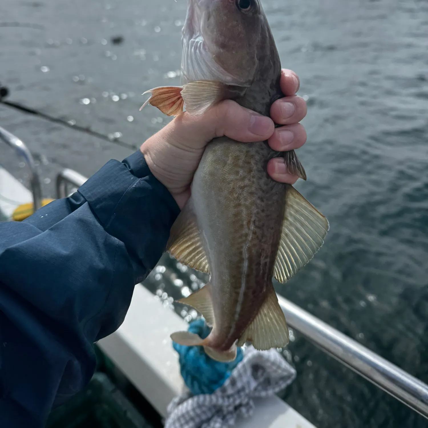 Atlantic cod caught on Fishbrain