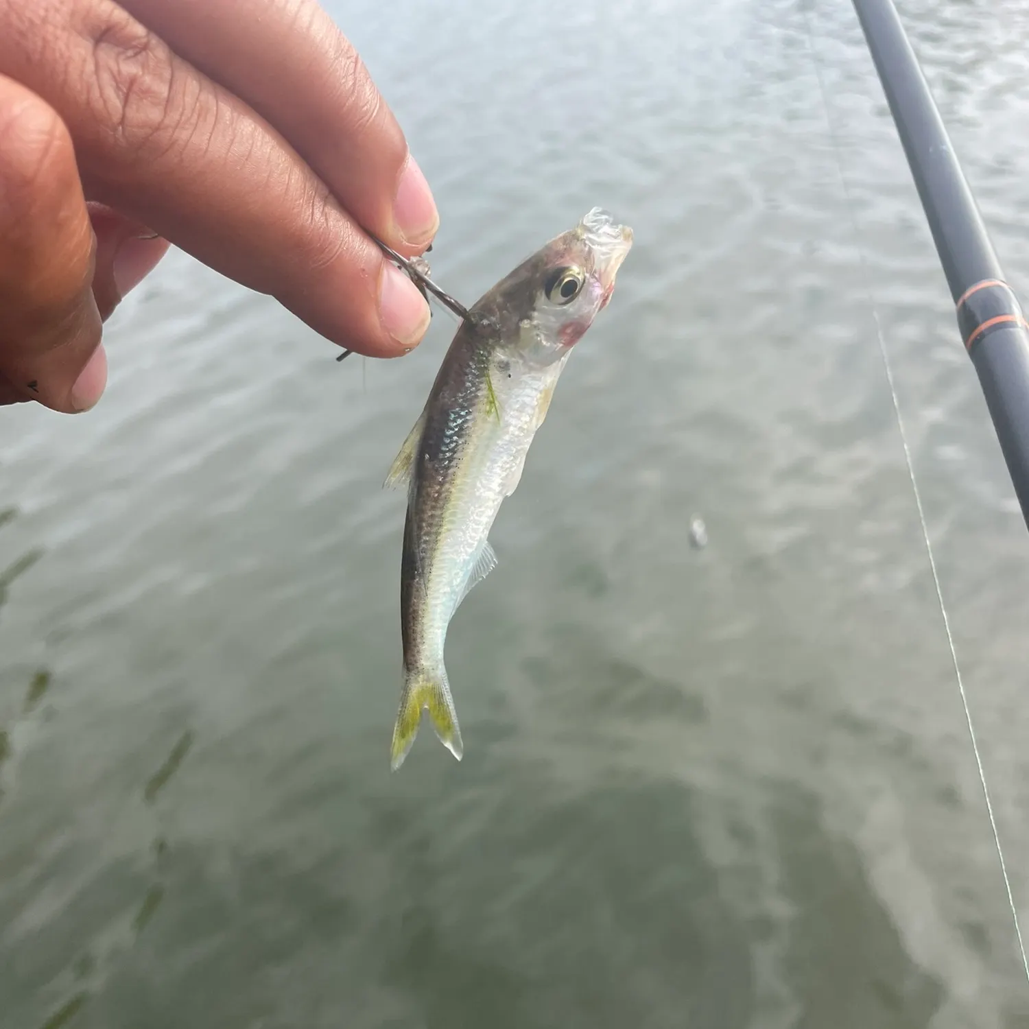 The most recent Round Scad catches on Fishbrain