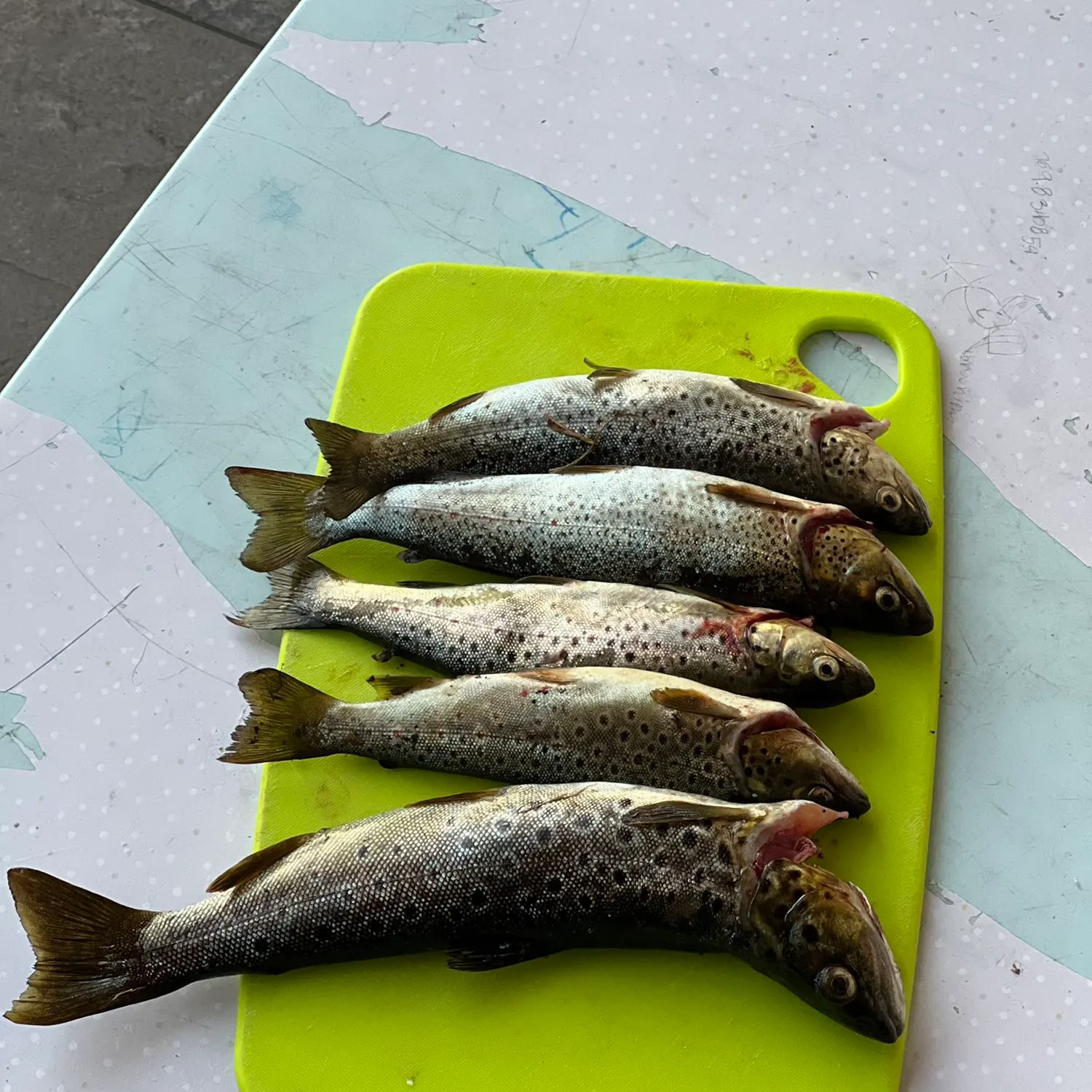 recently logged catches