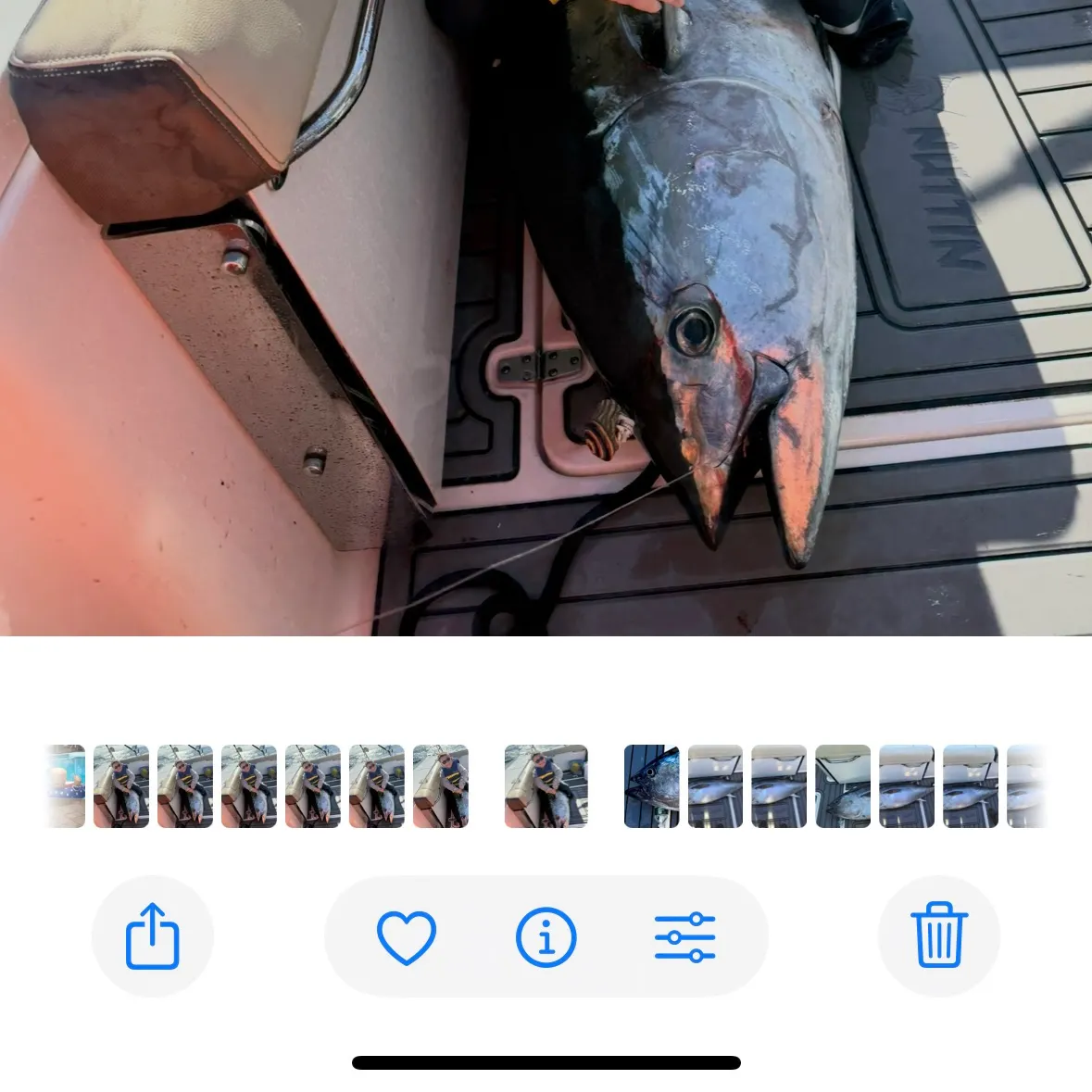 The most recent Atlantic bluefin tuna catches on Fishbrain