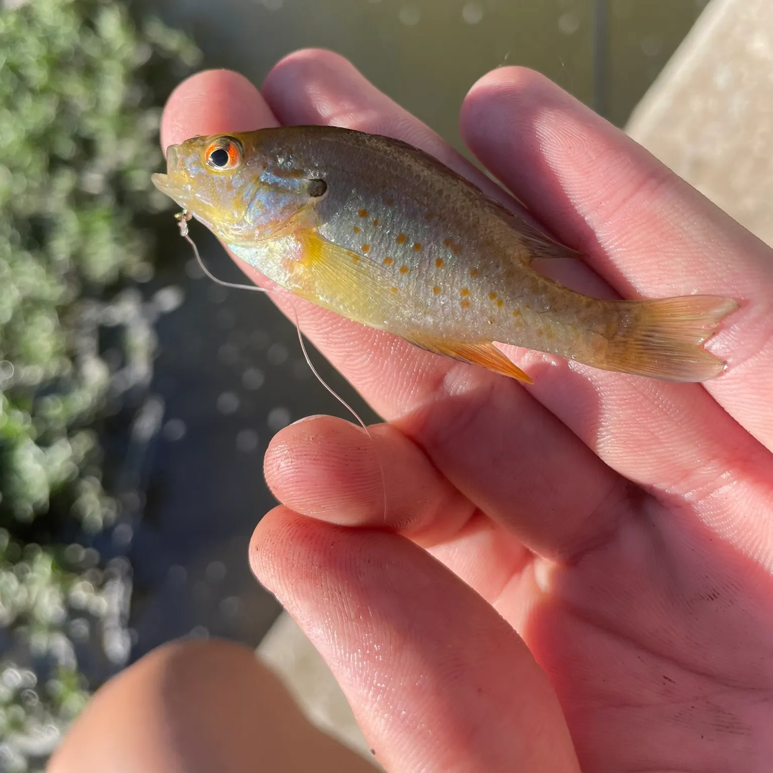 The most recent Orangespotted sunfish catches on Fishbrain