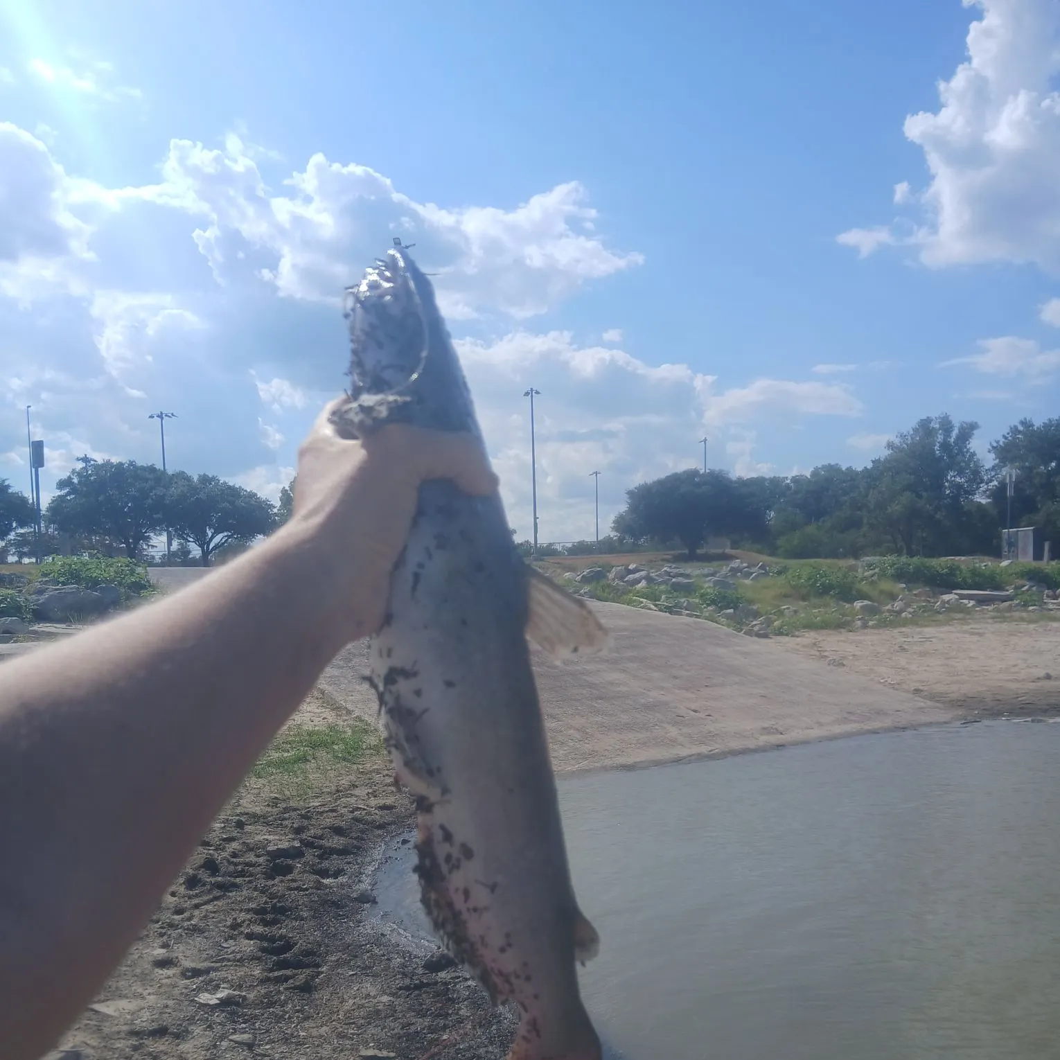 Channel catfish caught on Fishbrain