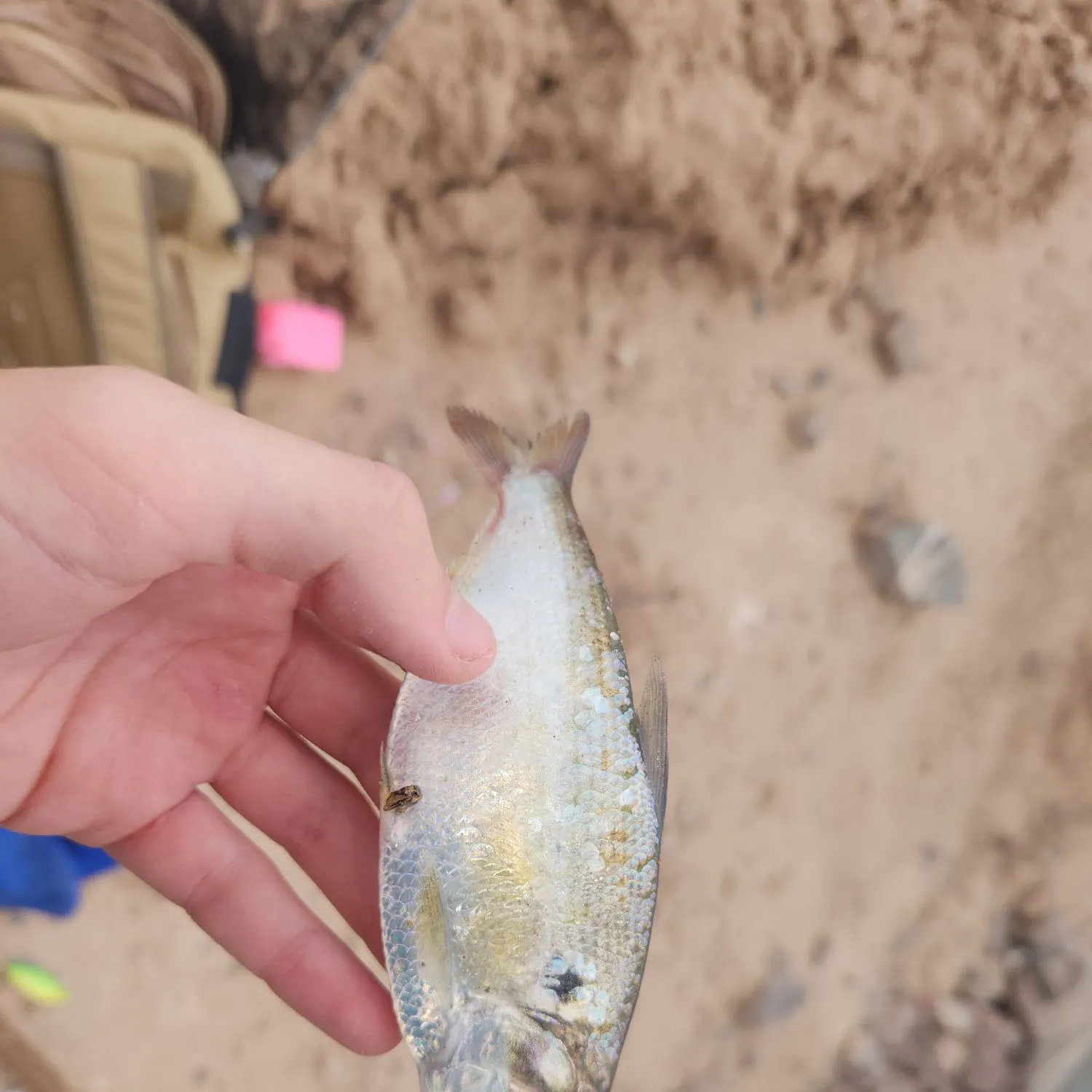 The most recent Threadfin shad catches on Fishbrain