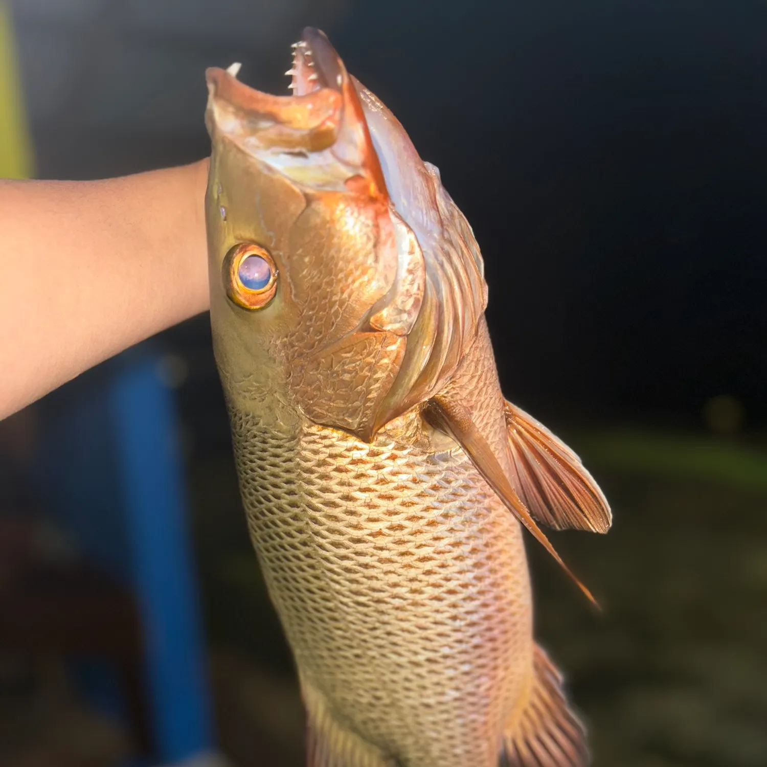 most liked catch image