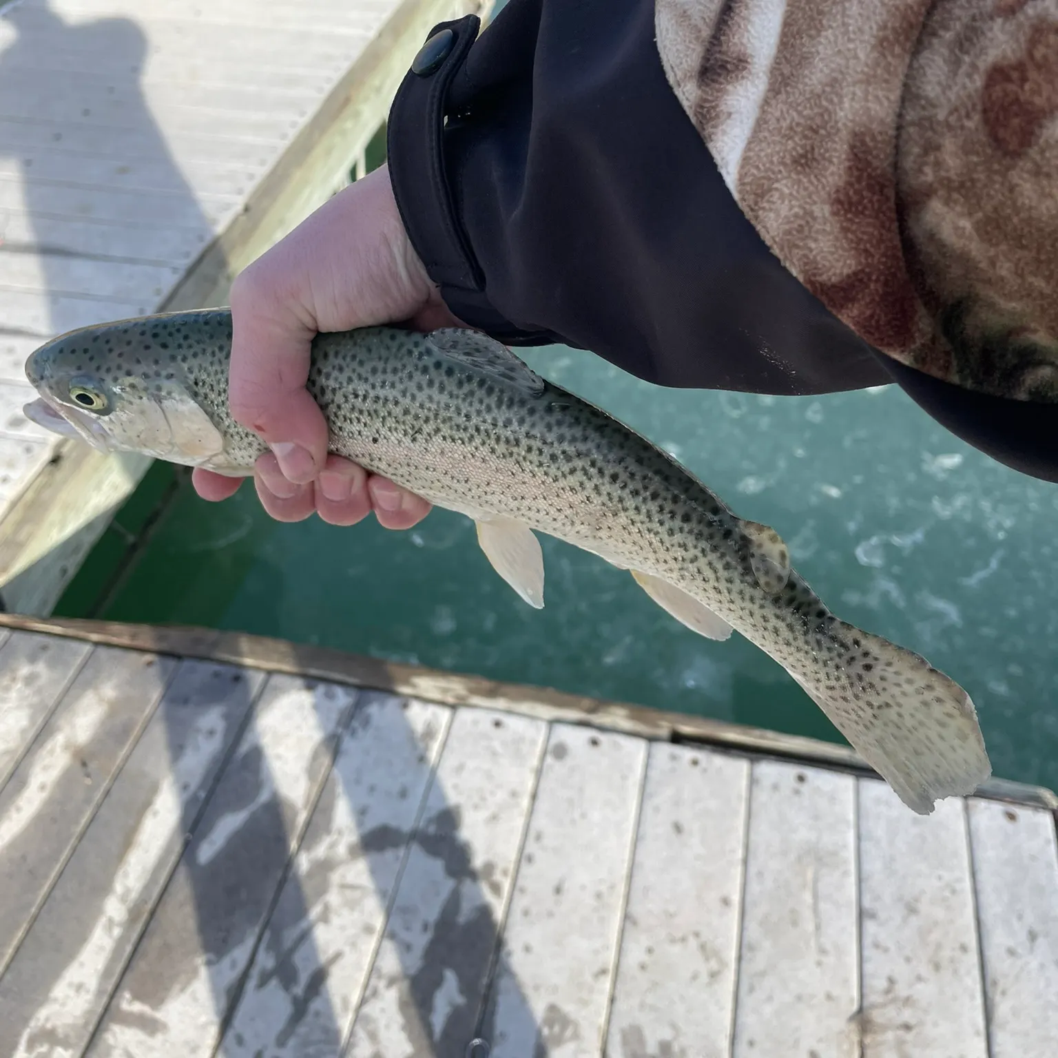 The most recent Rainbow trout catches on Fishbrain
