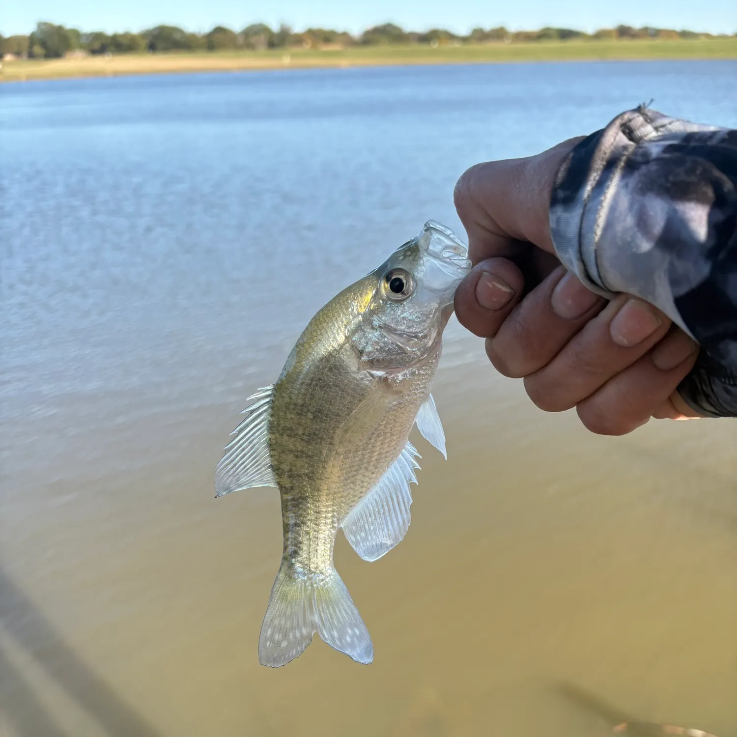 The most recent White crappie catches on Fishbrain