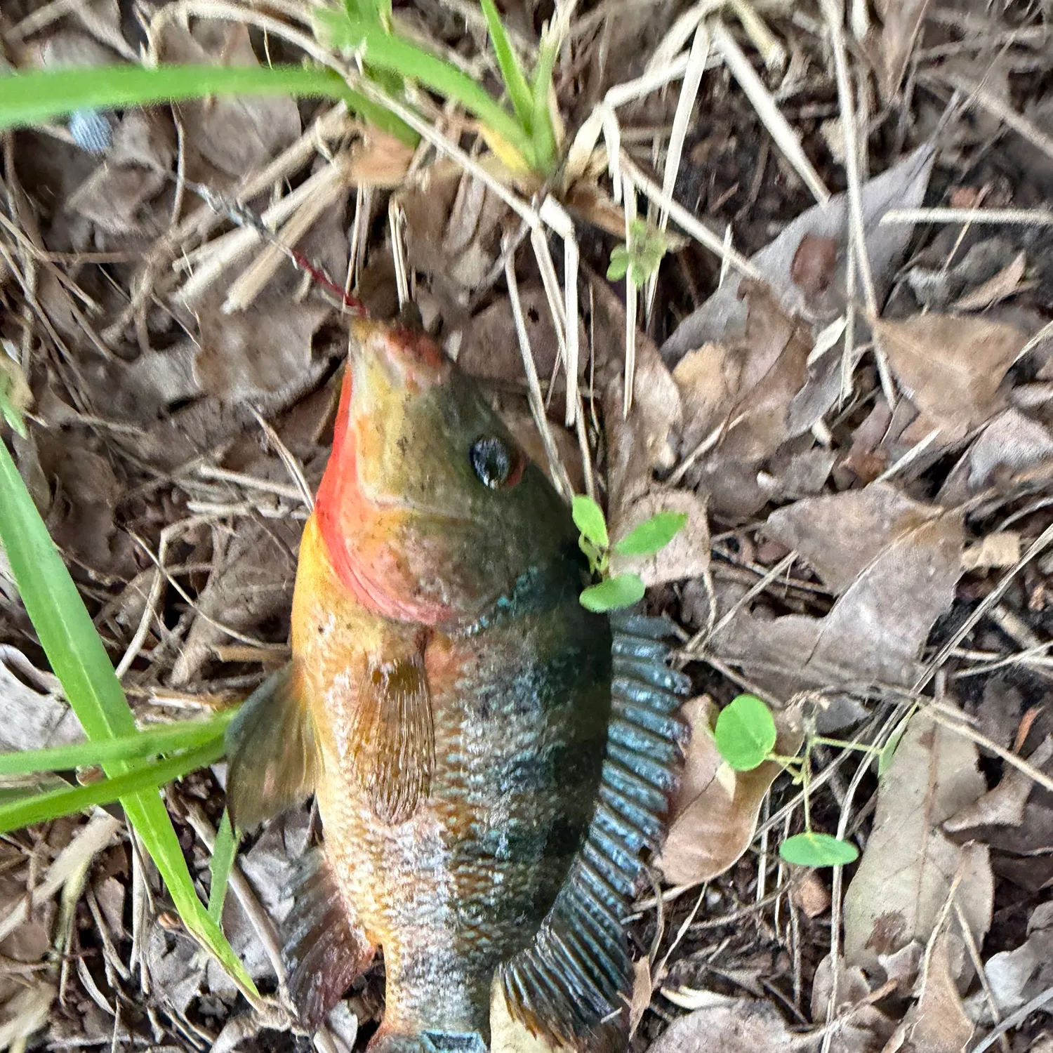 Mayan cichlid caught on Fishbrain