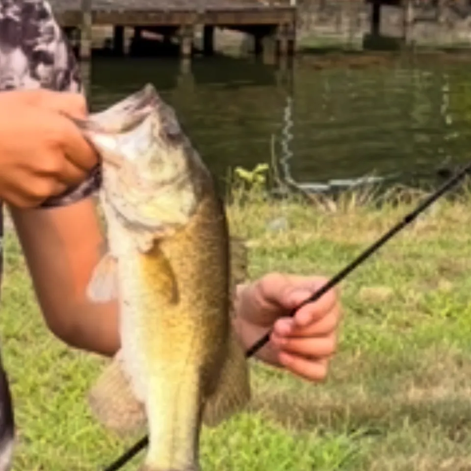 Largemouth bass caught on Fishbrain