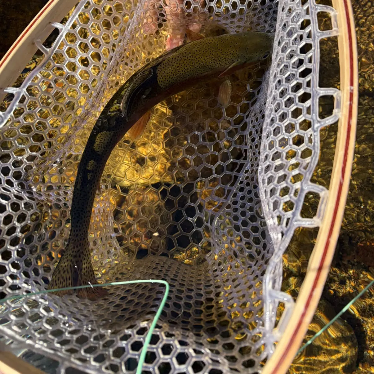 Rainbow trout caught on Fishbrain