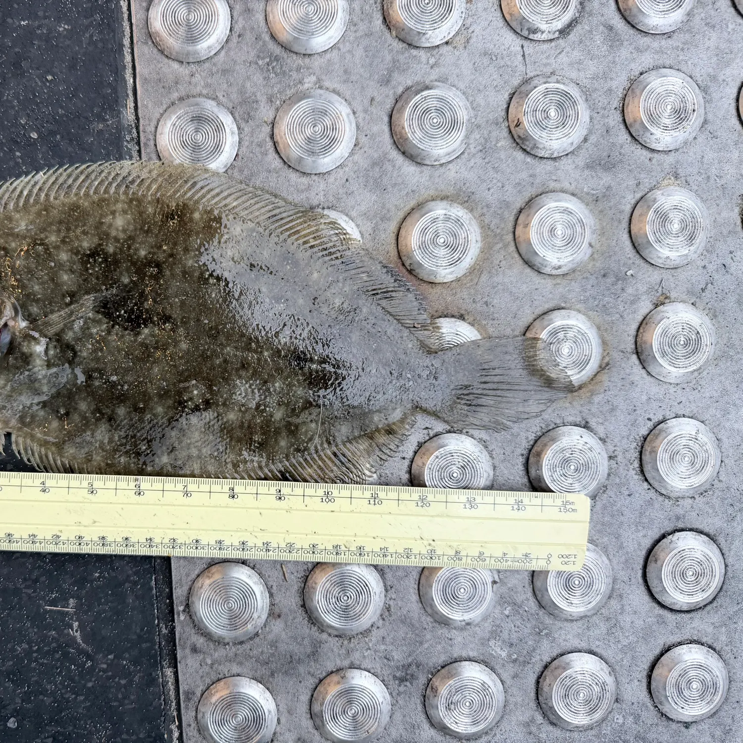 The most recent Largetooth flounder catches on Fishbrain