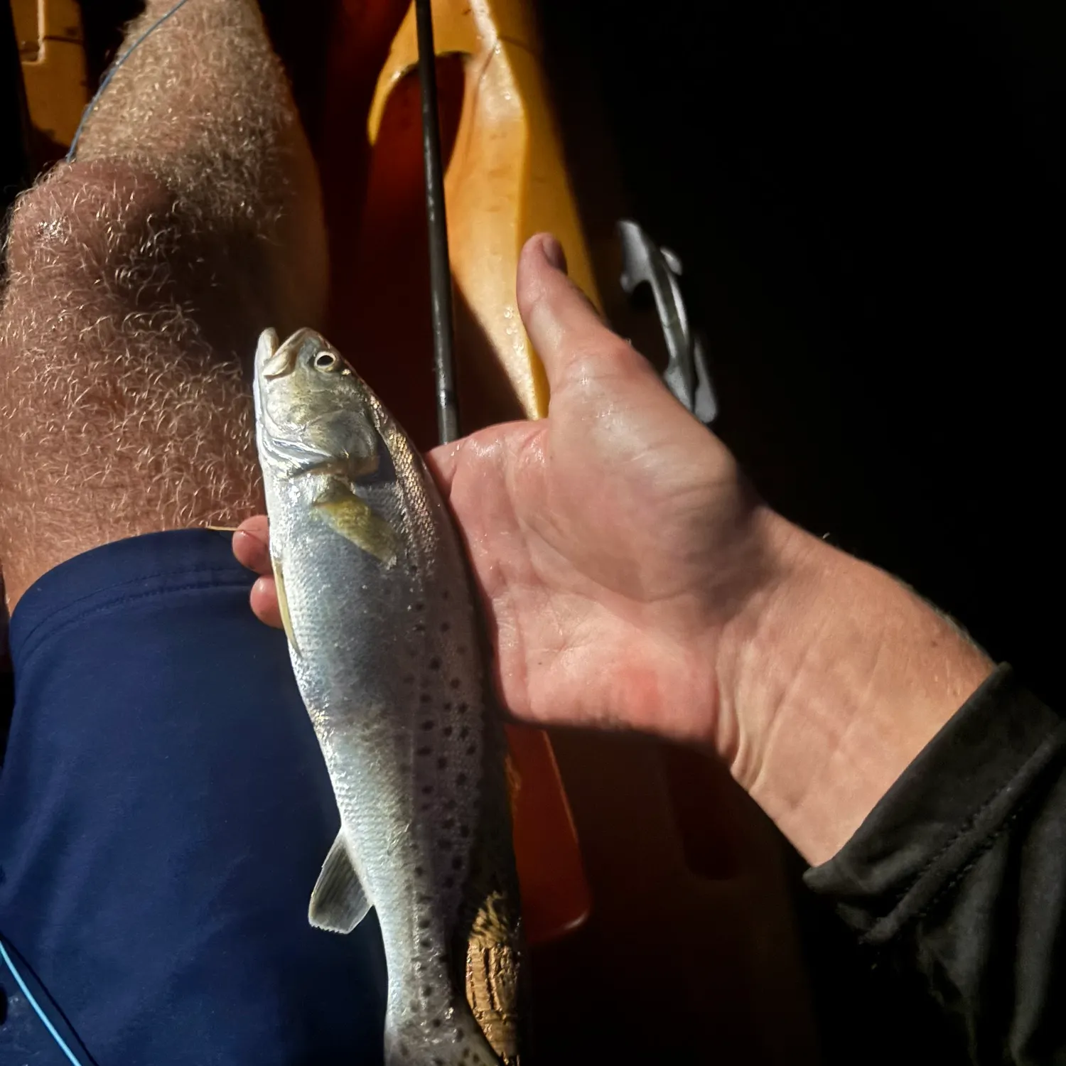 Spotted seatrout caught on Fishbrain