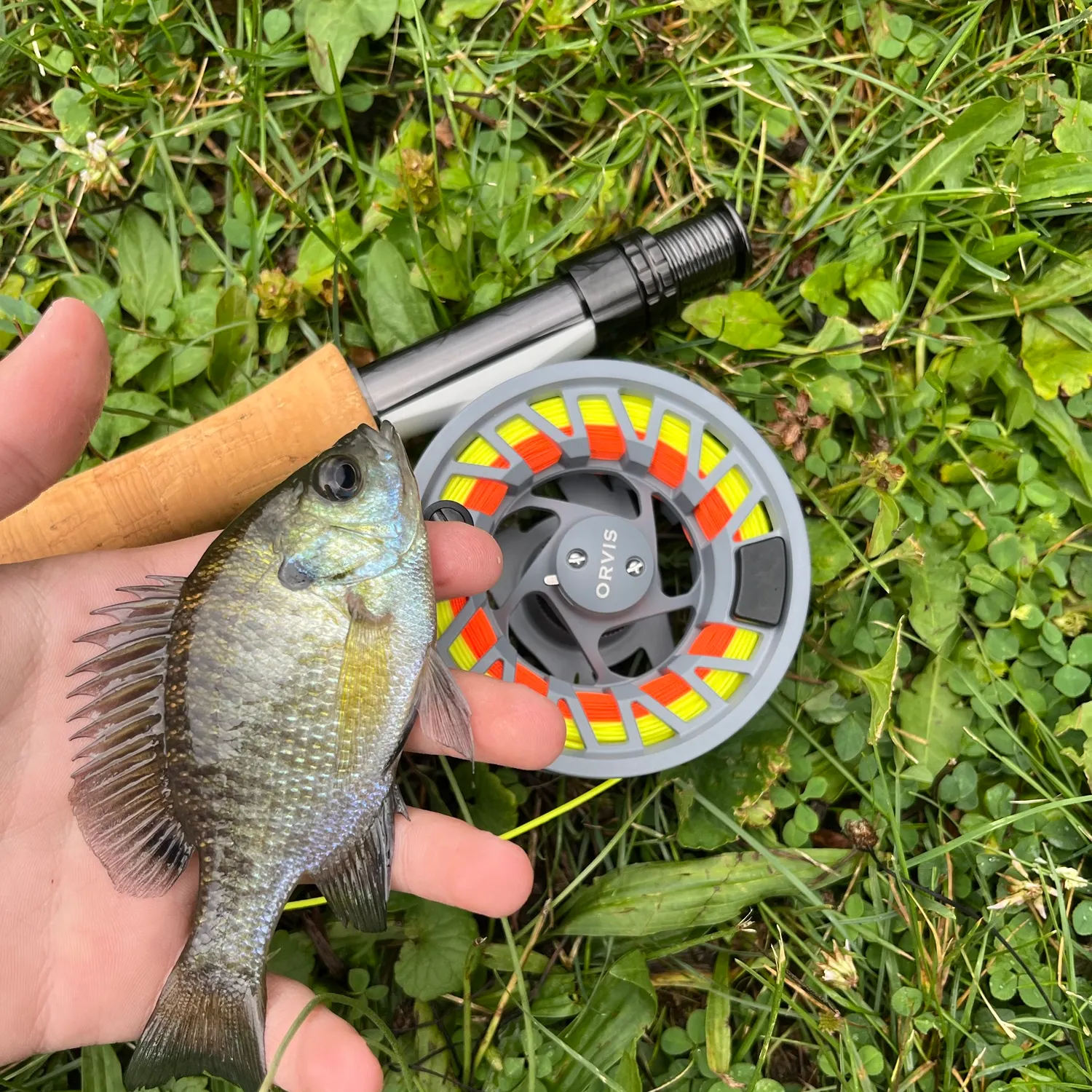 Bluegill caught on Fishbrain