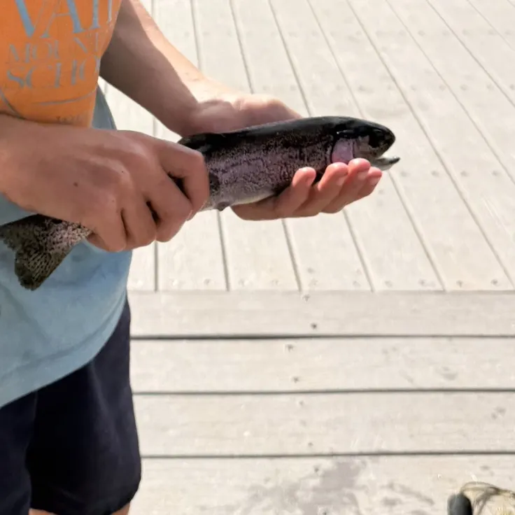 Rainbow trout caught on Fishbrain