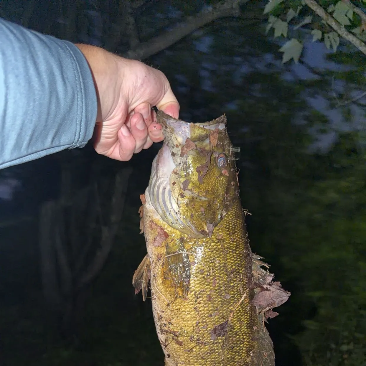 Smallmouth bass caught on Fishbrain