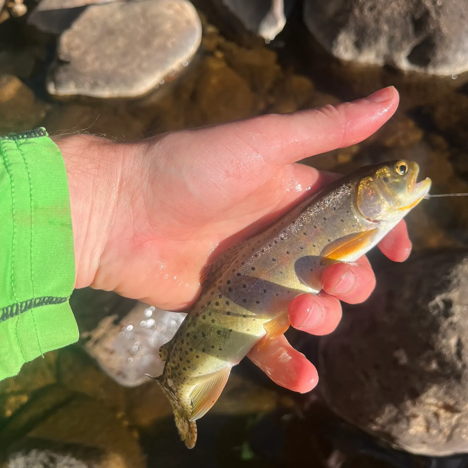 Bonneville cutthroat trout caught on Fishbrain