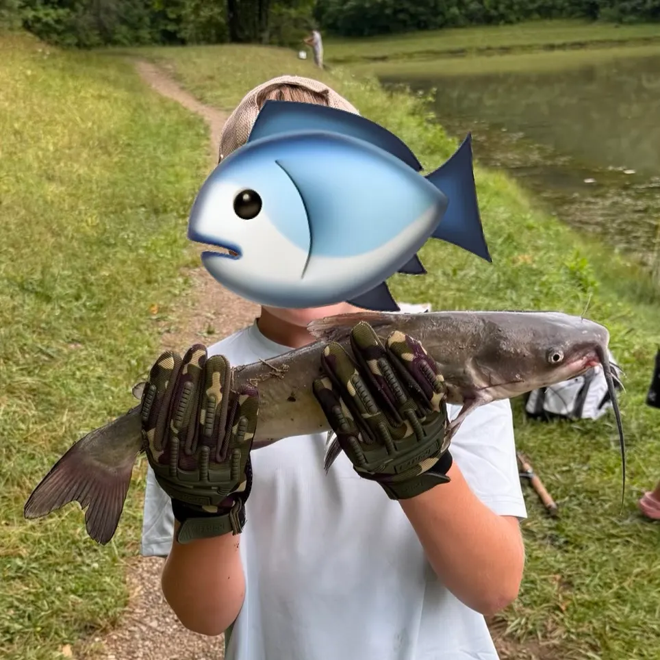 Channel catfish caught on Fishbrain