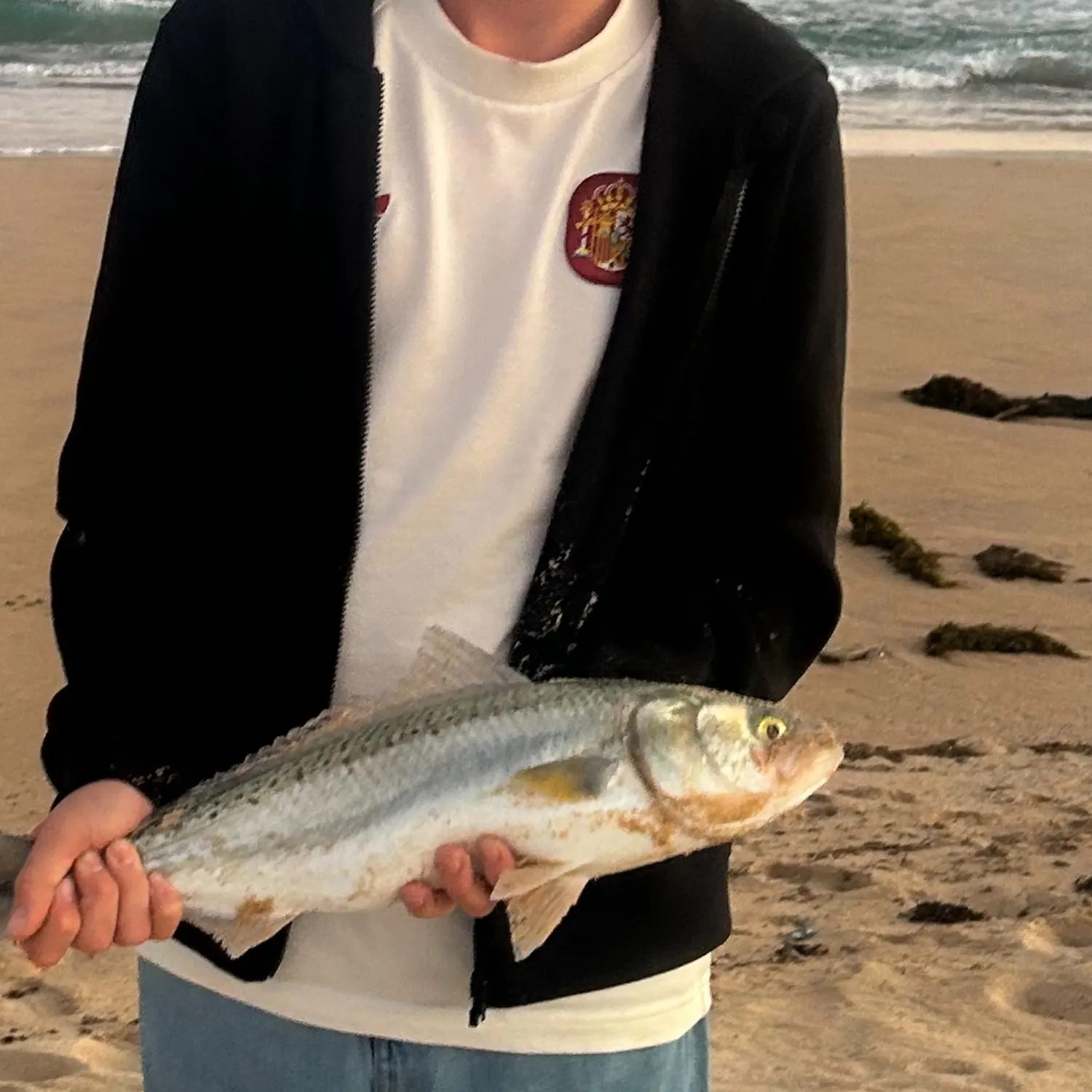 Eastern Australian salmon caught on Fishbrain