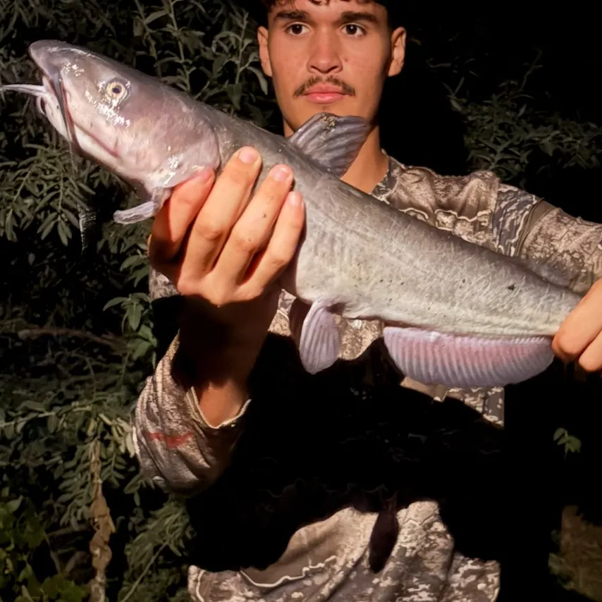 Channel catfish caught on Fishbrain